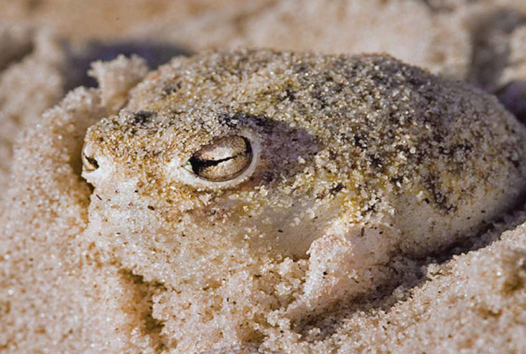 Conoce a la “Lluvia del desierto”, la rana más tierna del mundo