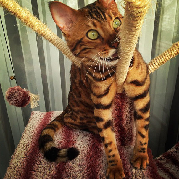 Thor el gato bengalí 6