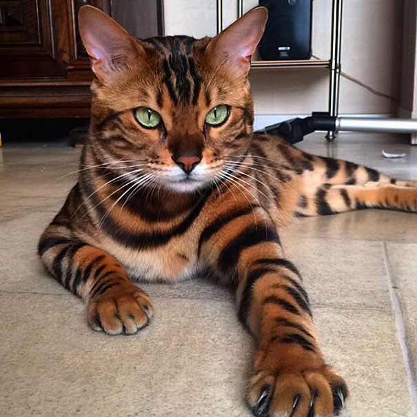 Thor el gato bengalí