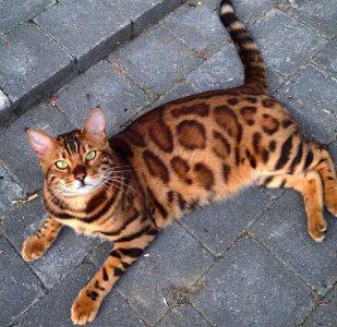 ¡Conoce a Thor, el gato bengalí con el pelaje más hermoso!