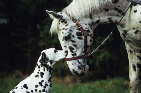 24 animales de diferentes especies que parecen hermanos