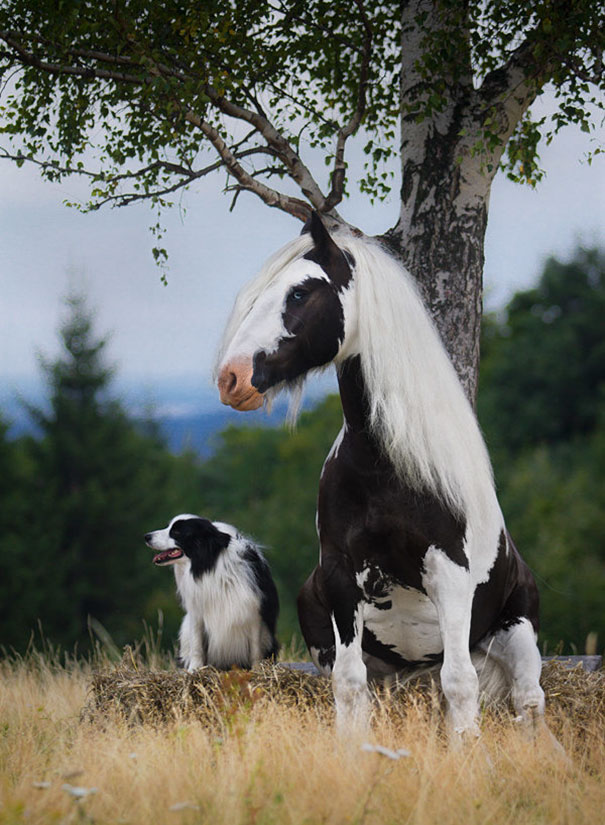 animaleshermanos 7