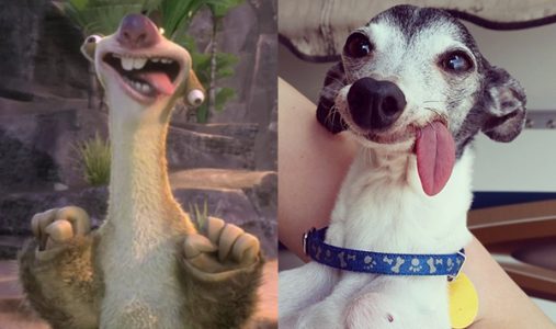¡Adorable! Conoce a Zappa, la perrita que se parece a Sid, el perezoso de “La era del hielo”