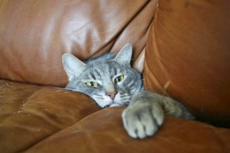 23 graciosas imágenes de gatos atrapados en lugares inimaginables
