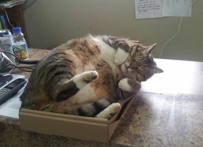 gatos aman cajas 2