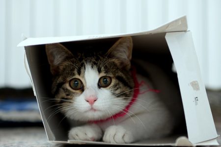 ¿Por qué los gatos aman las cajas de cartón?
