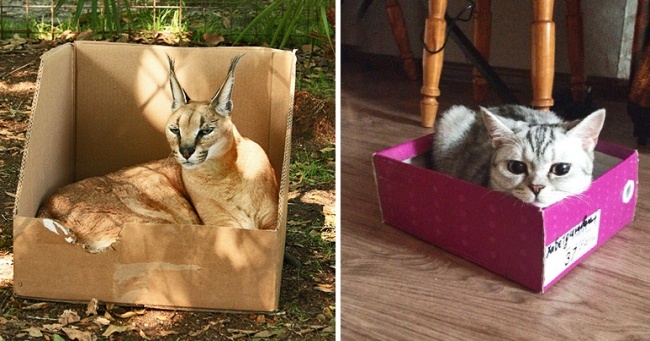 gatos aman cajas 4