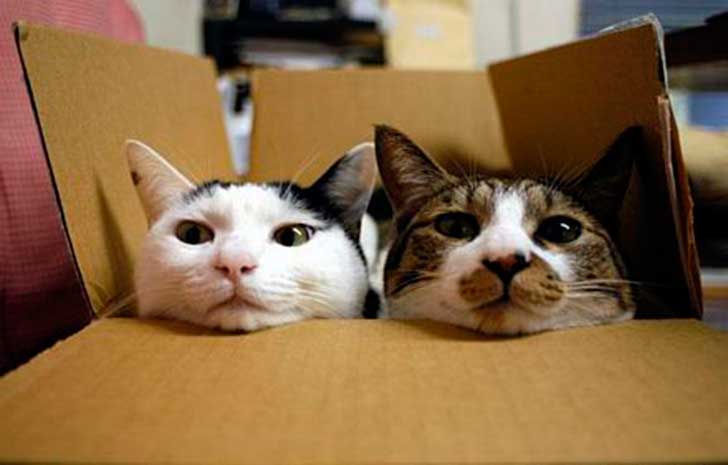 gatos aman cajas 5