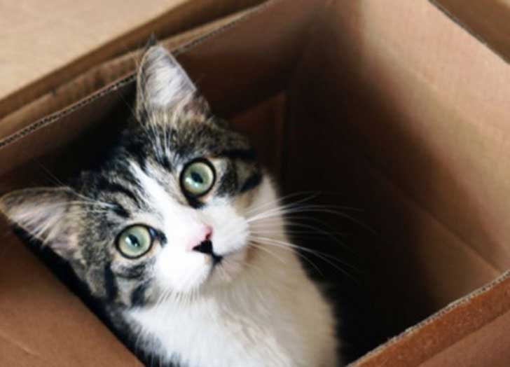 gatos aman cajas