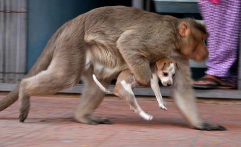 Mira cómo este tierno mono adopta a un cachorro y se vuelven inseparables