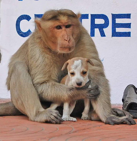 mono adopta a un cachorro 7