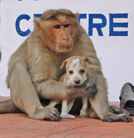 mono adopta a un cachorro 7