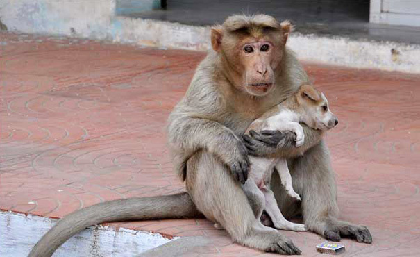 mono adopta a un cachorro