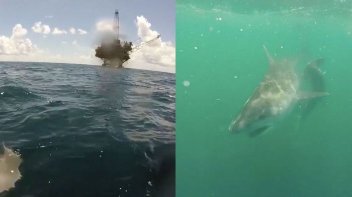 pelea de tiburones