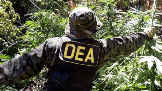 La legalización de la marihuana podría desplazar el imperio de los carteles de droga mexicanos