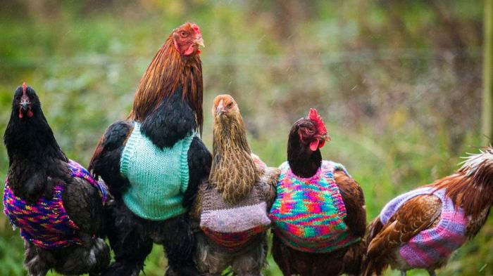 suéteres para gallinas