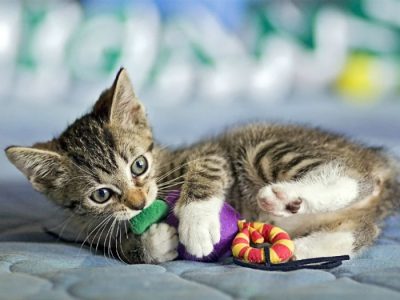 Los 10 juguetes más interactivos para gatos