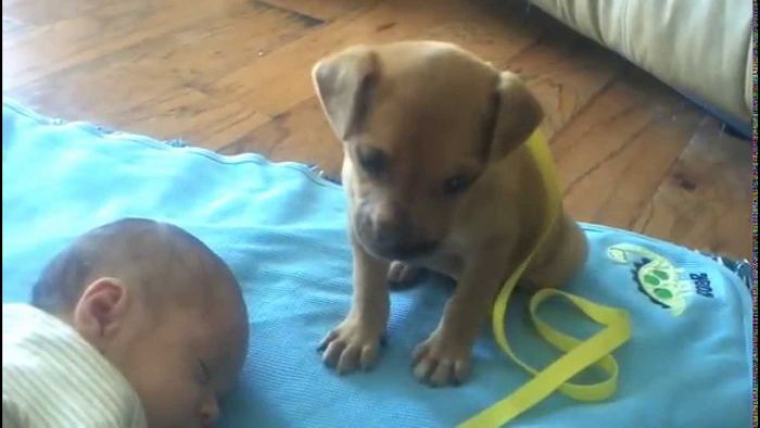 Mira lo que hace el cachorro más adorable del mundo con este recién nacido