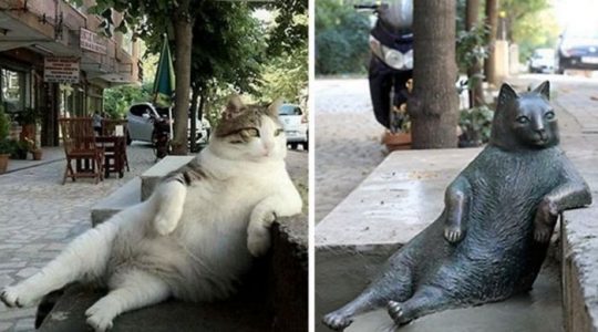 ¡Increíble! Tras su muerte, el famoso gato del meme sentado en una acera fue honrado con una estatua