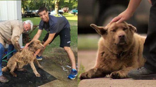Conoce al asombroso Bruno, el perro que recorre diariamente la ciudad para saludar a todos sus habitantes