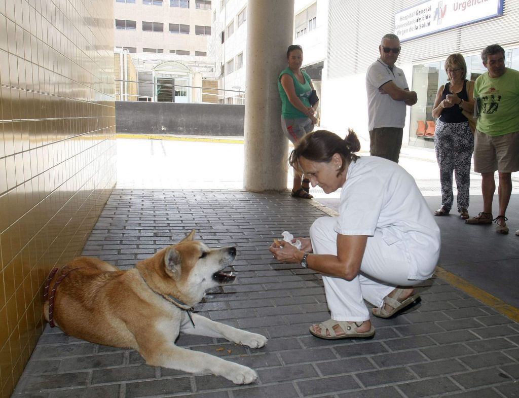 perrita fiel espera en hospital