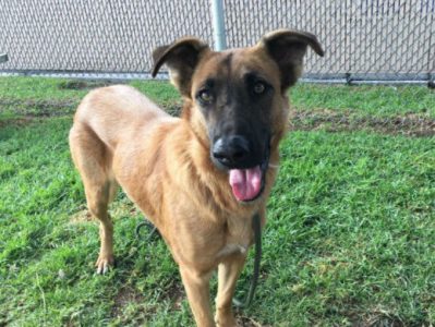 ¡Increíble! Perra abandonada en un refugio vio que su familia venía por un perro nuevo