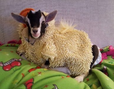 ¡Adorable! Conoce a Polly, la tierna cabra vestida con un traje de pato