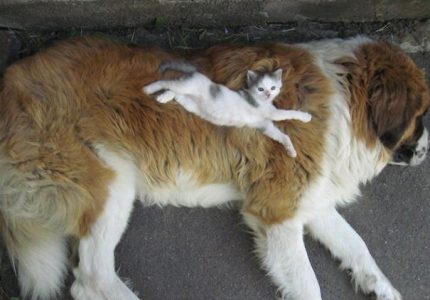 25 fotos de gatos durmiendo sobre perros que te harán reír sin parar