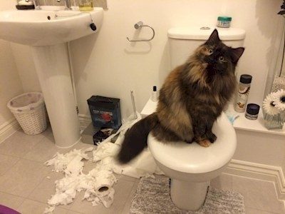 19 imágenes de gatitos a los que no les importa nada