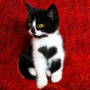 Conoce a Zoë, la gata que literalmente luce su corazón en el pecho