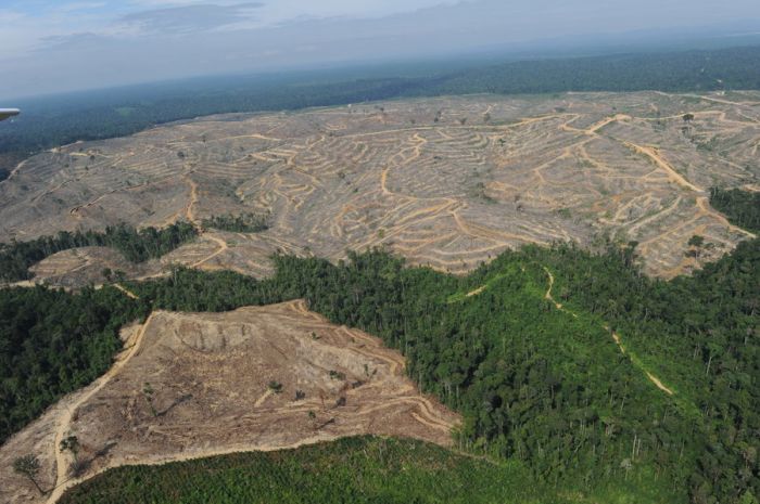 Con la deforestación destruyen el hogar de los primates.