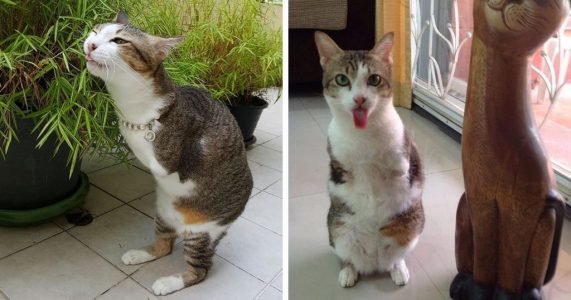 ¡Admirable! Este gato sólo tiene 2 patas y es tan hábil como cualquier otro
