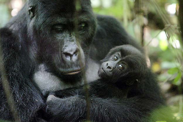 Gorila de Sumatra