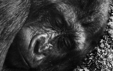 Gorilas, monos y otros primates están en vía de extinción ?