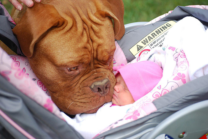 todos los niños deben crecer con un perro 3