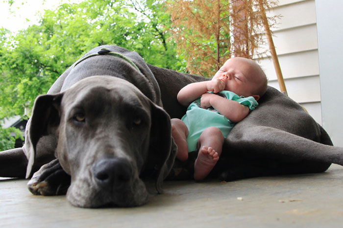 todos los niños deben crecer con un perro 1