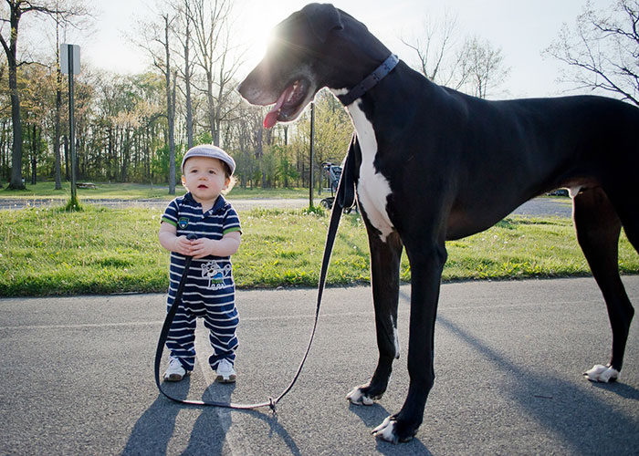 todos los niños deben crecer con un perro 2