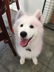 21 perritos que te mostrarán su lado más cariñoso