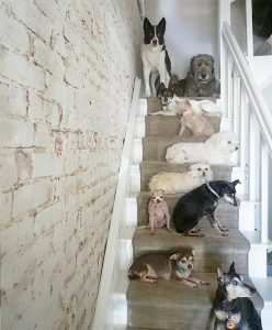 ¡Conmovedor! Este hombre ha dedicado su vida a adoptar perros ancianos que nadie adopta