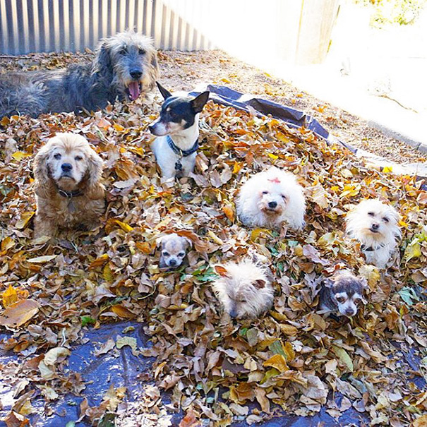 hombre adopta perros ancianos 14