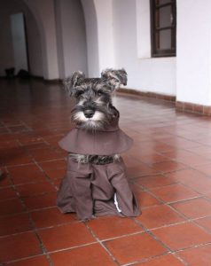 Conoce al monje “Bigotón”, el perro callejero que fue adoptado por un monasterio