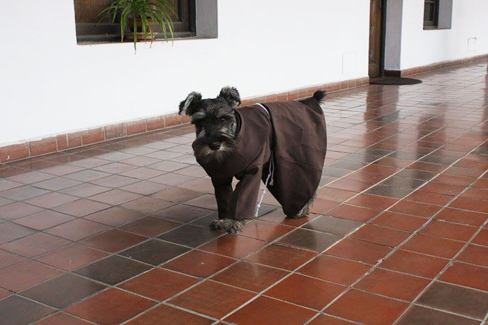 Fray Bigotón el perro callejero que se convirtió en monje 4