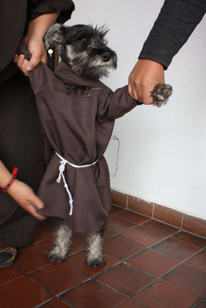 Fray Bigotón el perro callejero que se convirtió en monje 9