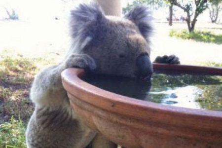Los koalas tienen sed y en Australia están instalando bebederos de agua para ellos