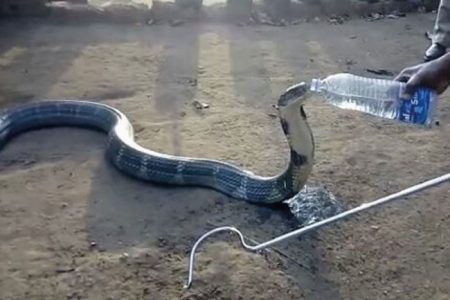 ¡Increíble! Una cobra real sedienta bebe agua de una botella
