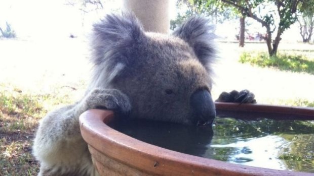 koala bebe agua