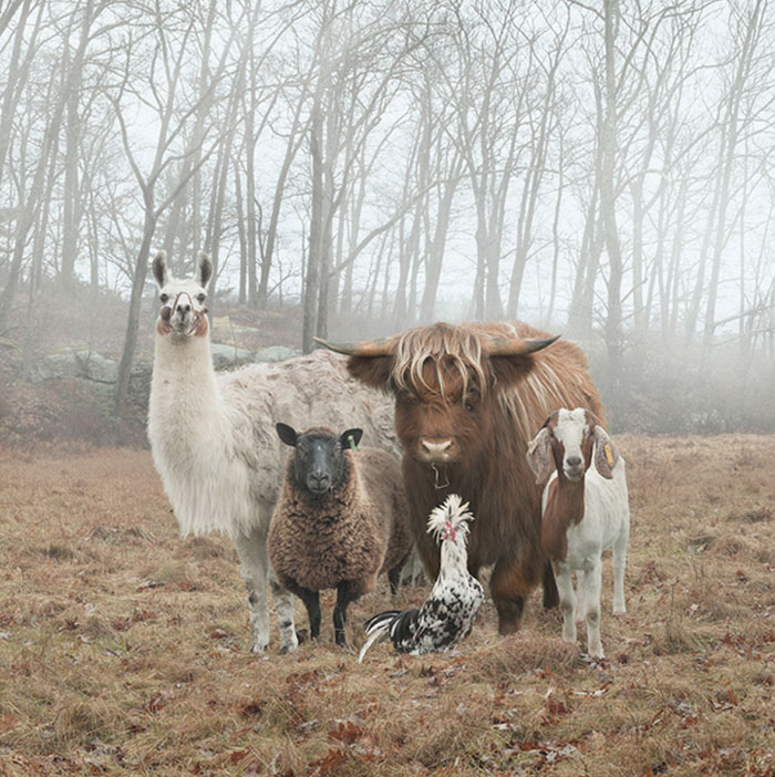 Animales de portada 1