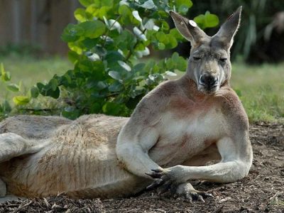 30 animales que lucen como si posaran para la portada de un álbum musical
