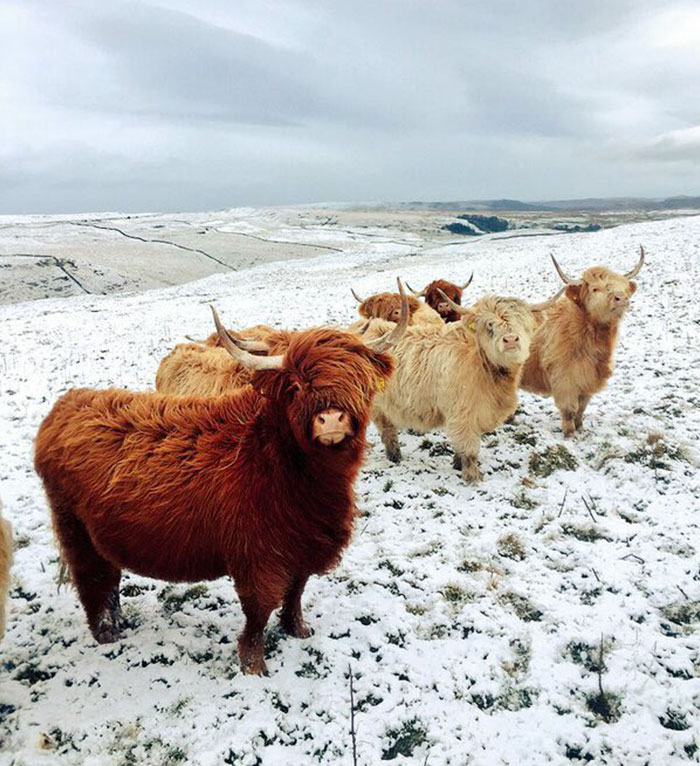 Animales de portada 6