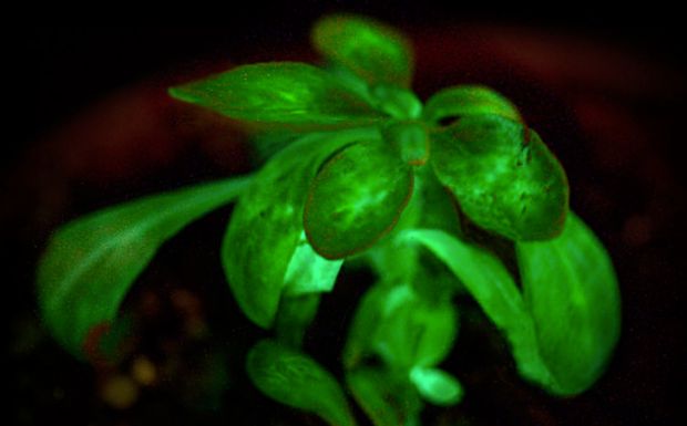 planta fluorescente para salvar al planeta